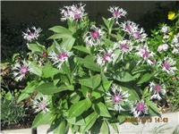 3b0be550-Marica auto 305.jpg